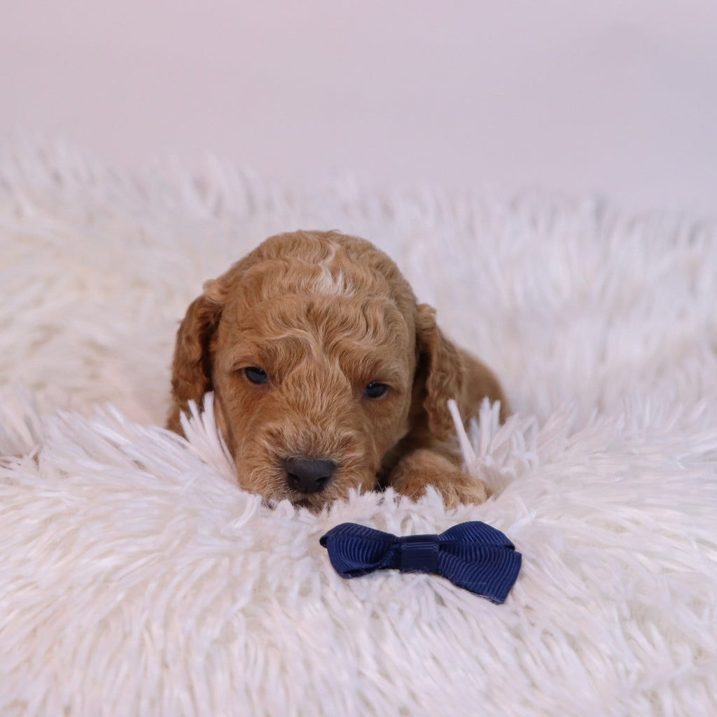 Beau - Available Now