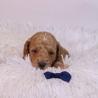 Beau - Available 12/10