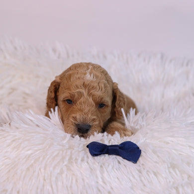 Beau - Available 12/10