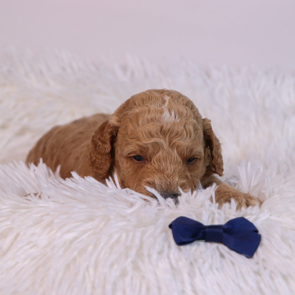 Beau - Available Now