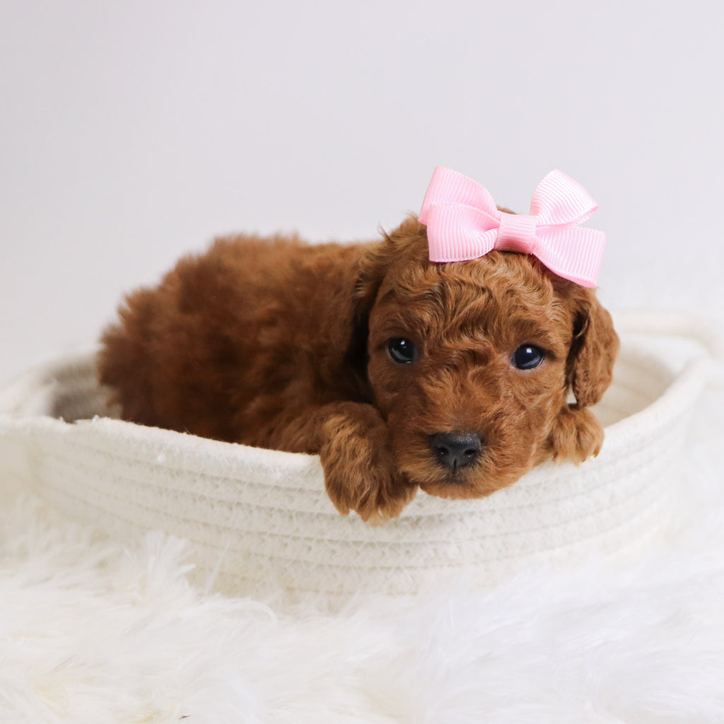 Bedilia - Available Now