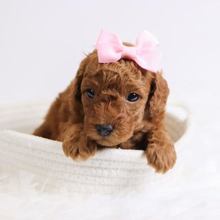 Bedilia - Available Now