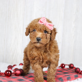 Bedilia - Available Now