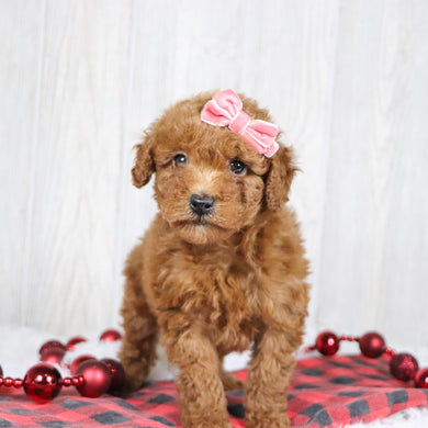 Bedilia - Available 12/3