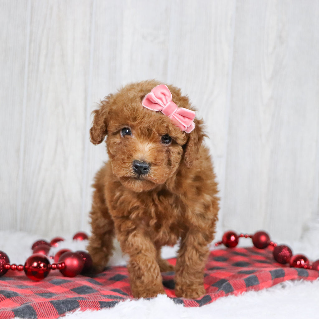 Bedilia - Available Now