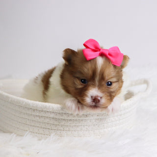 Began - Available 12/3