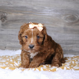 Beige - Available 12/3