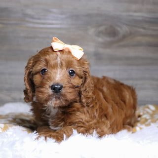 Beige - Available 12/3