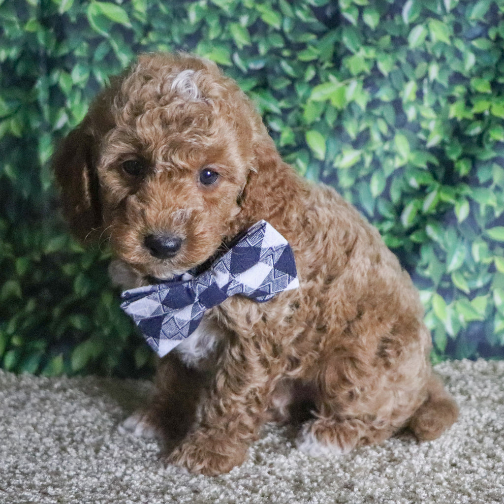 Belen - Available Now