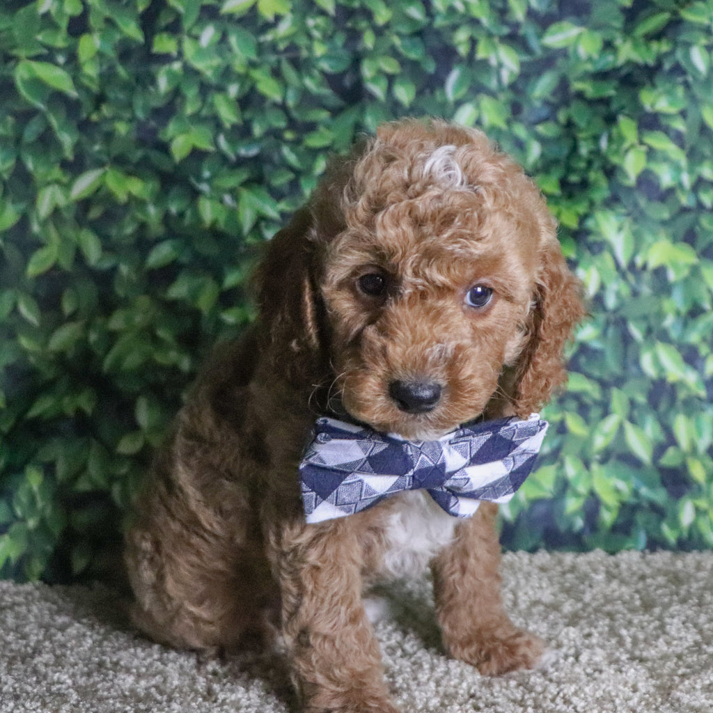 Belen - Available 12/10