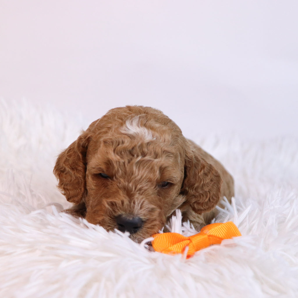 Belen - Available Now