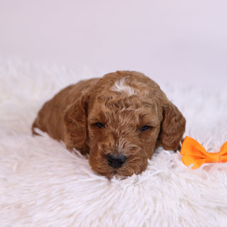 Belen - Available Now