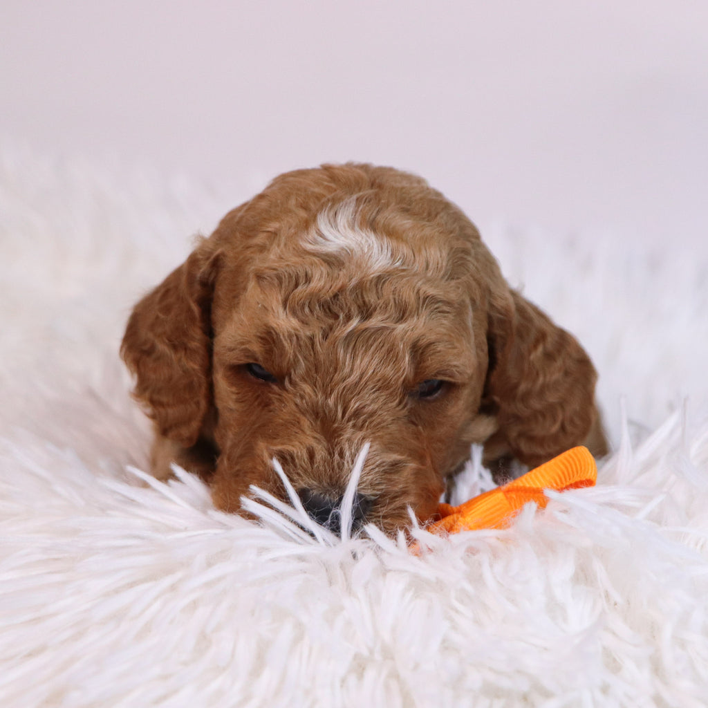 Belen - Available Now