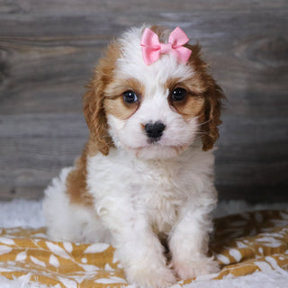 Belinda - Available 12/3