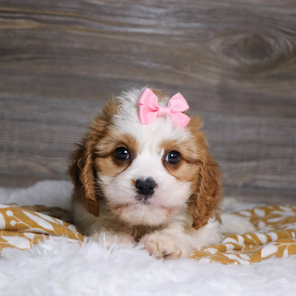 Belinda - Available 12/3