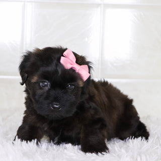 Bell - Available Now