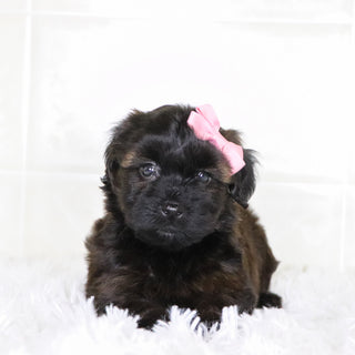 Bell - Available Now