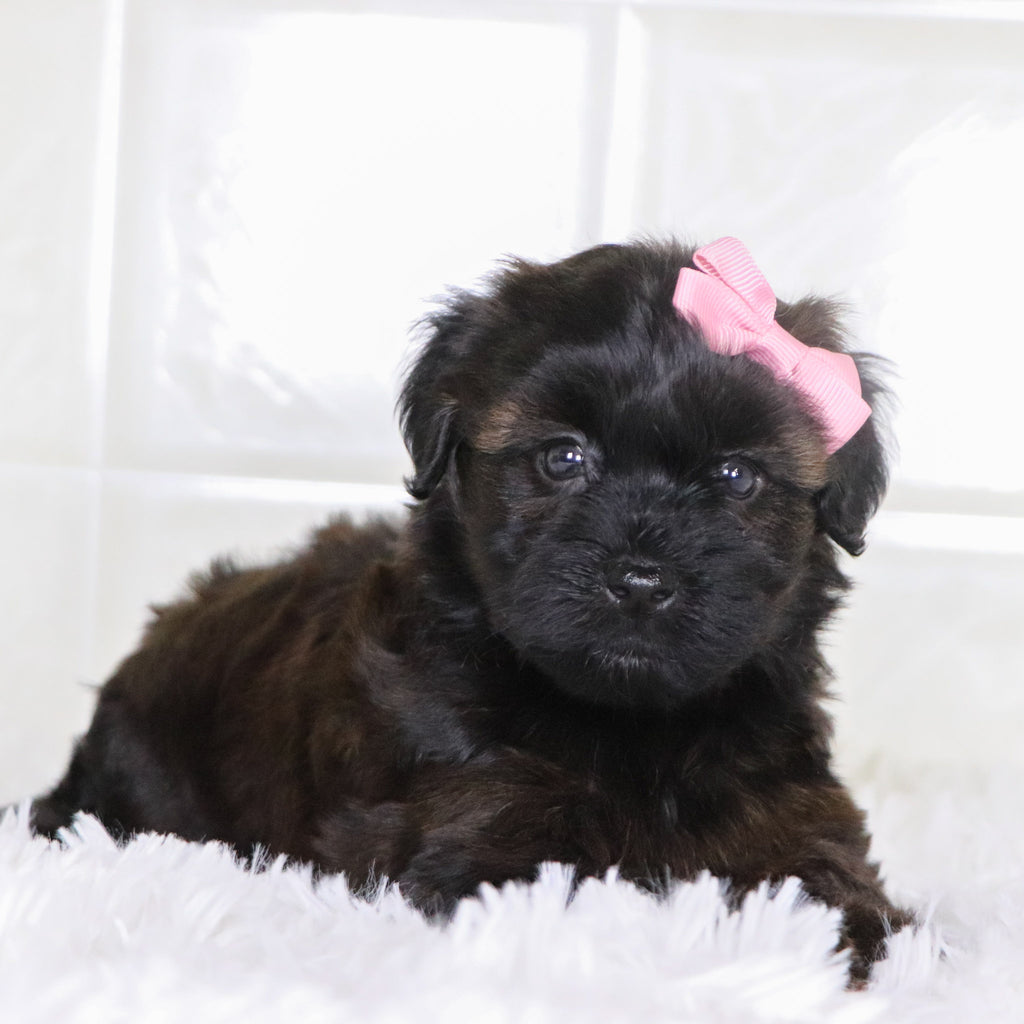 Bell - Available Now