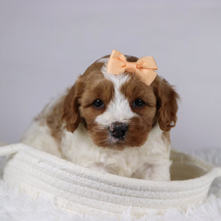 Bella - available 12/2
