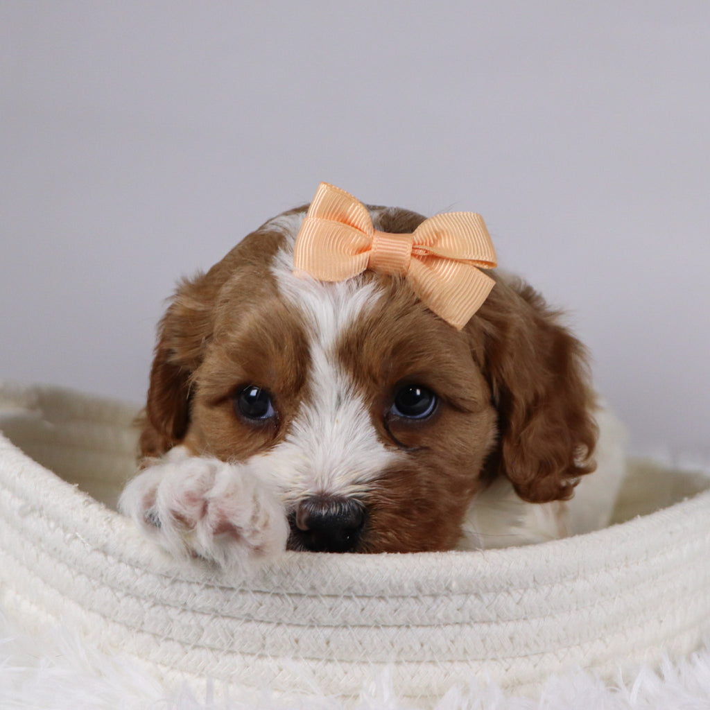 Bella - available 12/2