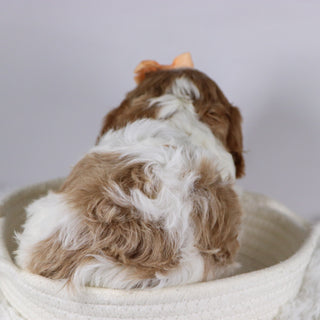 Bella - available 12/2