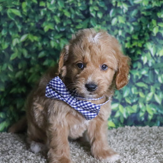 Ben - Available 12/10