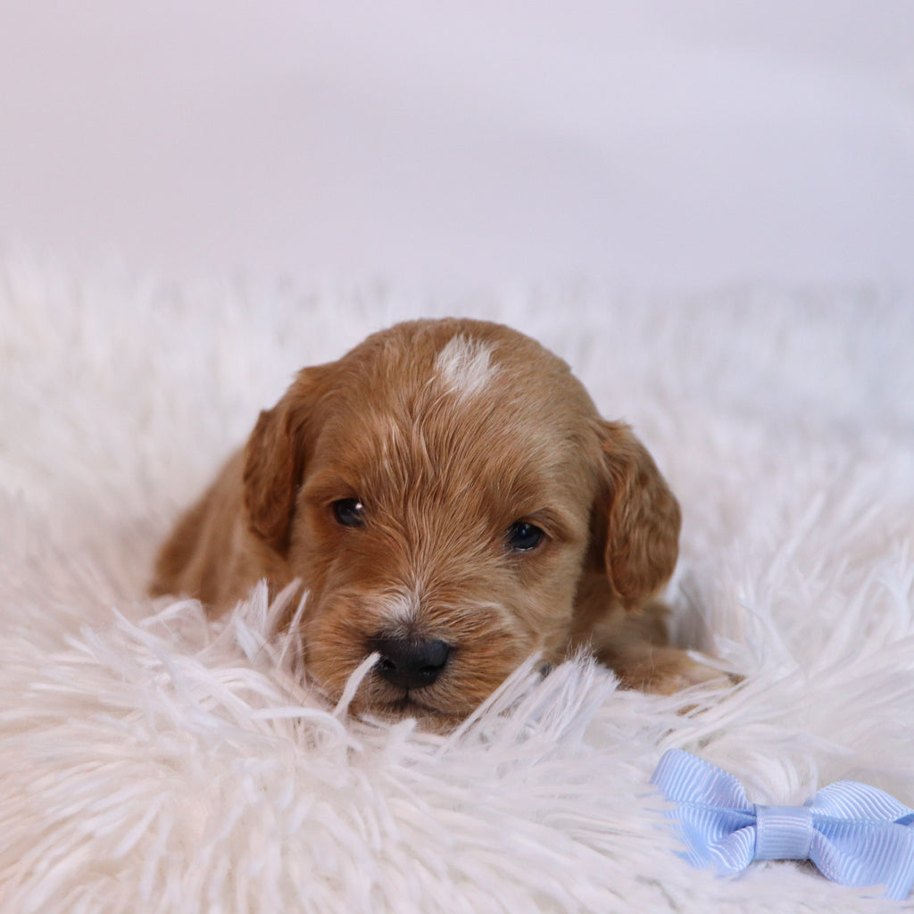 Ben - Available 12/10