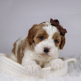 Bena - available 12/3