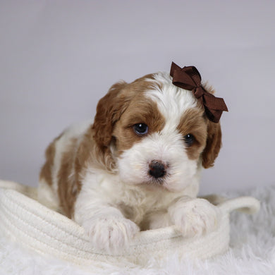 Bena - available 12/2