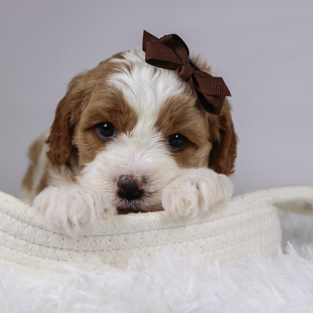 Bena - available 12/3