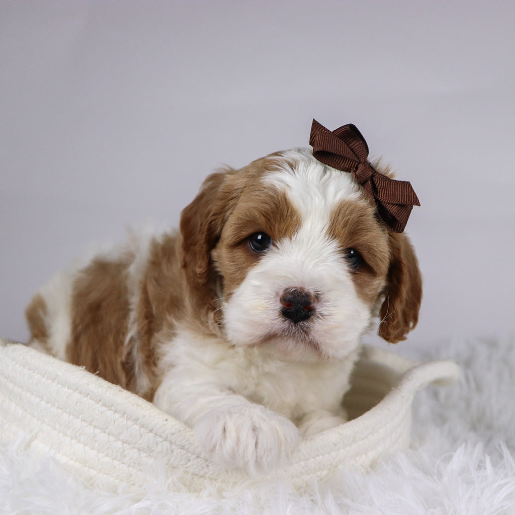 Bena - available 12/2