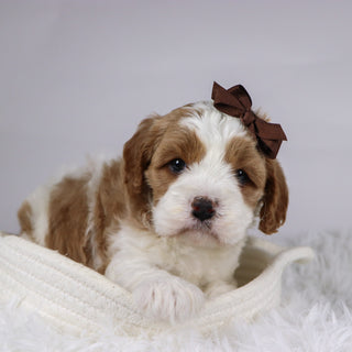 Bena - available 12/3