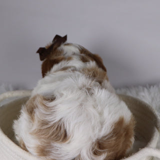 Bena - available 12/3