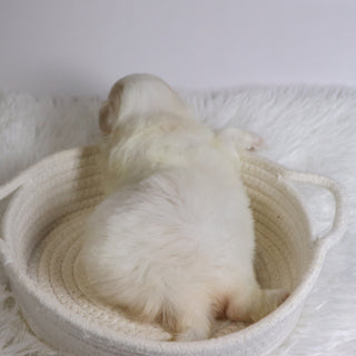 Berit - Available Now