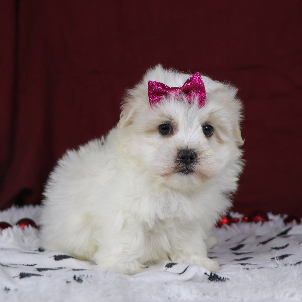 Berit - Available Now