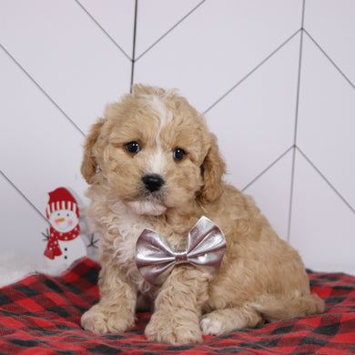 Berlin - Available 1/8