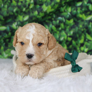 Berlin - Available 1/8