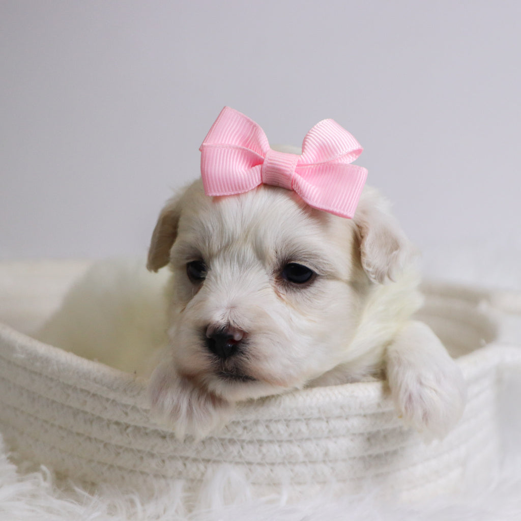 Bernice - Available Now