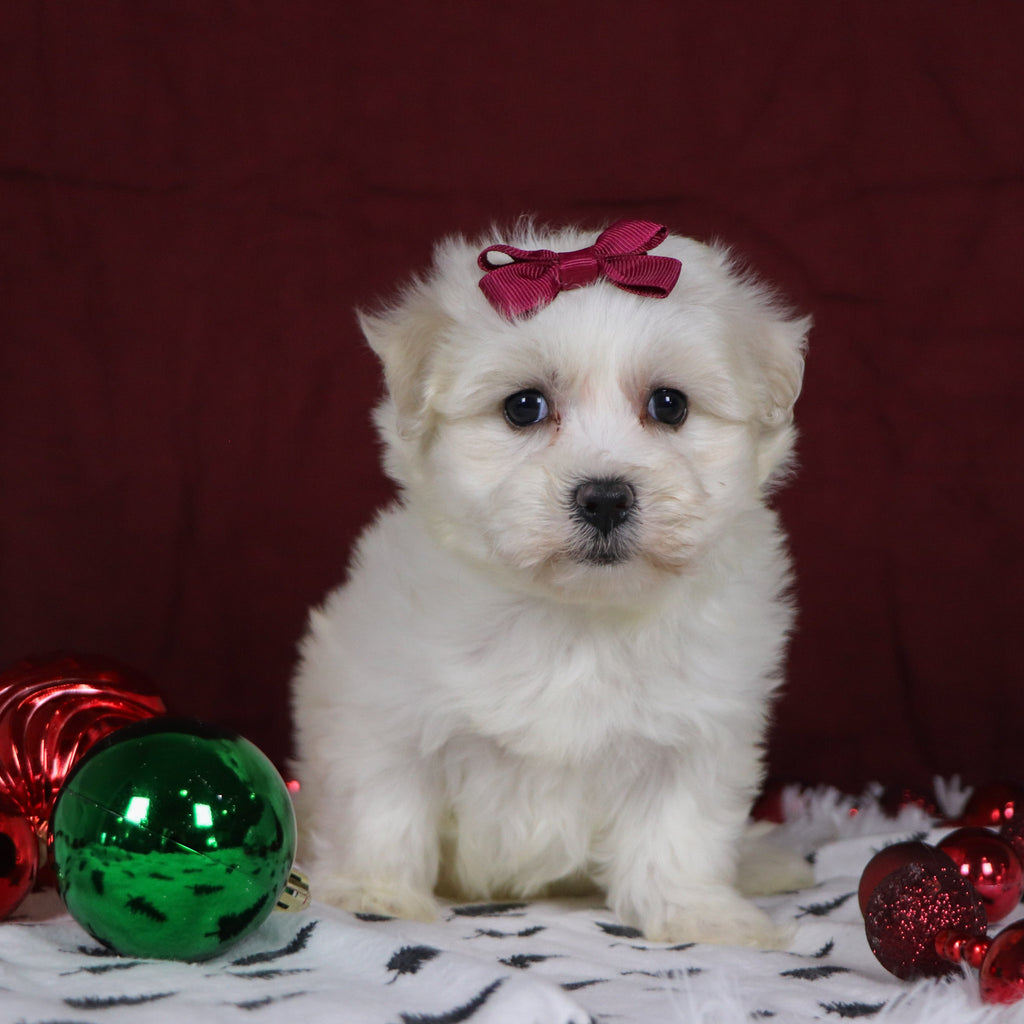 Bernice - Available 12/3