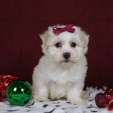 Bernice - Available 12/3