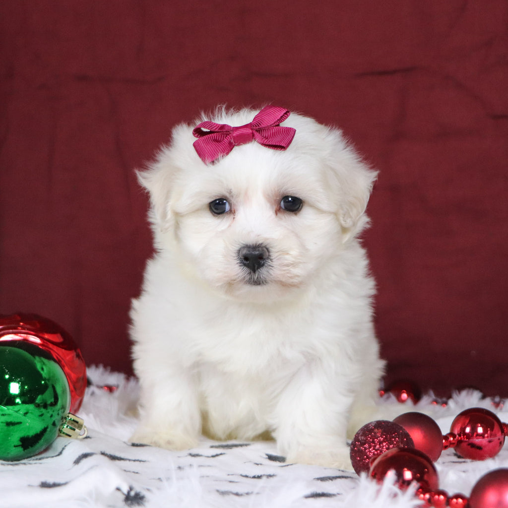 Bernice - Available 12/3