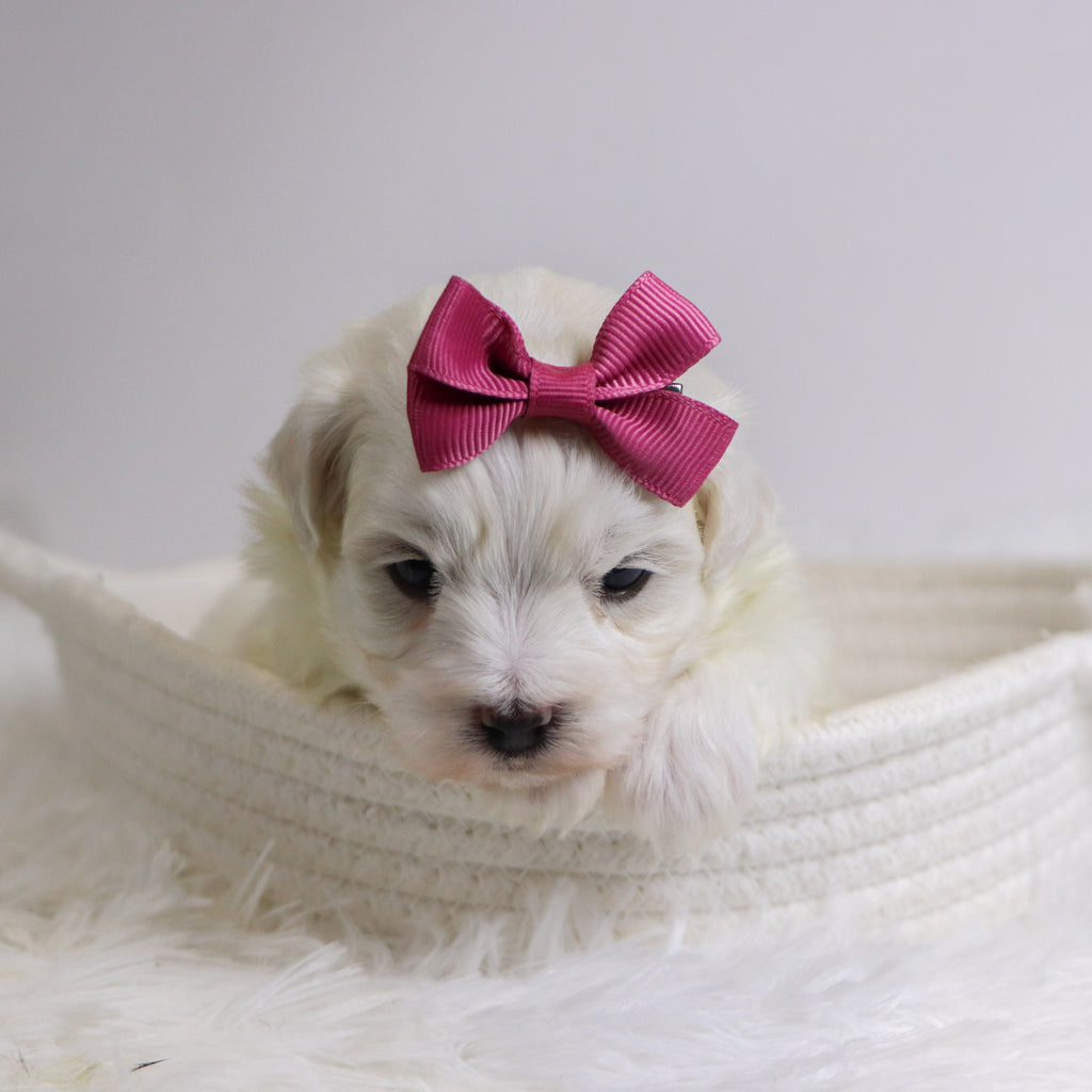 Bertha - Available 12/3