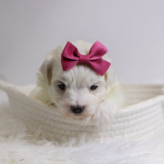 Bertha - Available 12/3