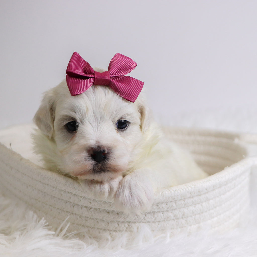 Bertha - Available 12/3