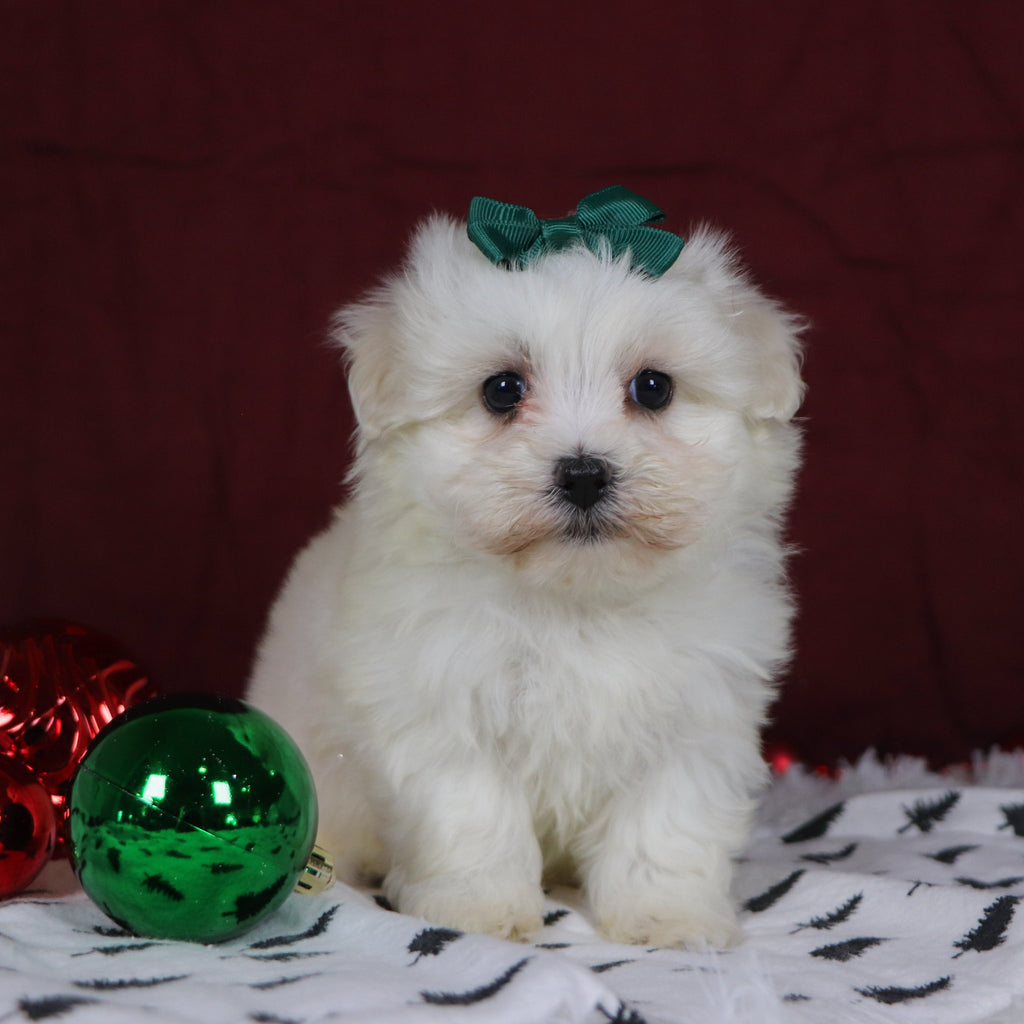 Bertha - Available 12/3