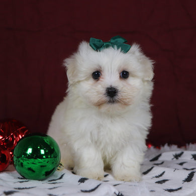 Bertha - Available 12/3