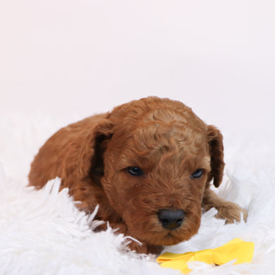 Berton - Available 12/10