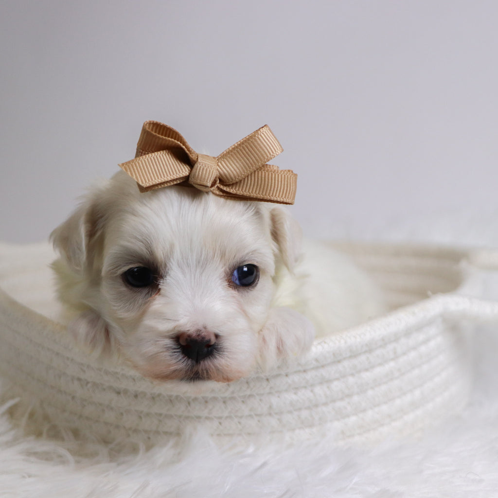 Beryl - Available Now