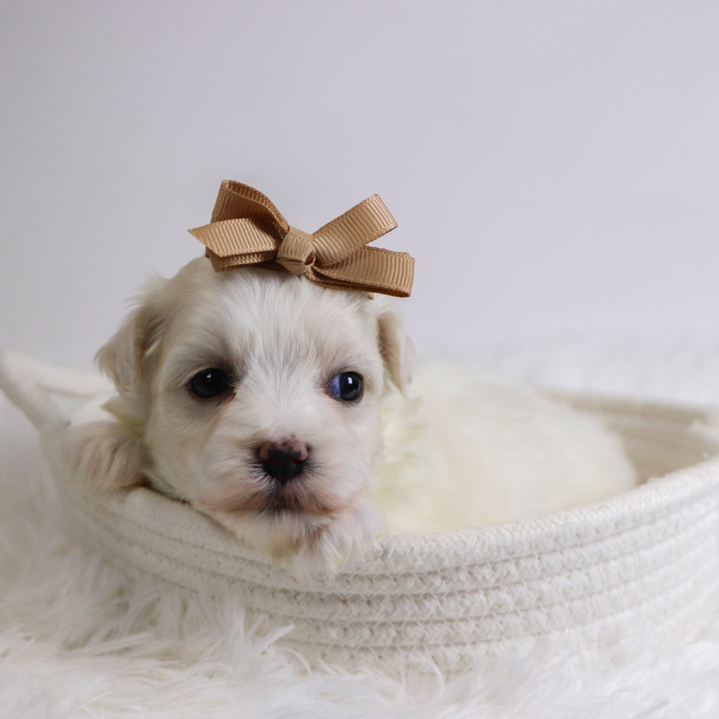 Beryl - Available Now