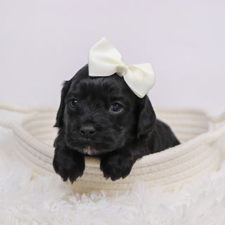 Beverly - Available 12/3